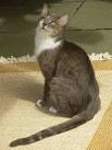 Brazilian Shorthair Cat Breed Pictures, Characteristics ...