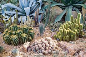 And this influences how often one should water the cactus. How To Grow Hardy Cacti Succulents Rhs Gardening
