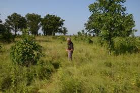 Image result for Sporobolus rigidifolius