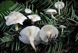 Image result for Clitocybe multiceps