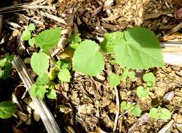 Image result for Abutilon indicum