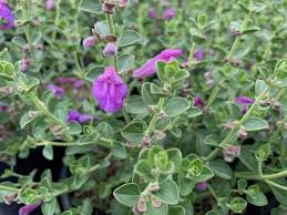 Image result for Scutellaria violascens