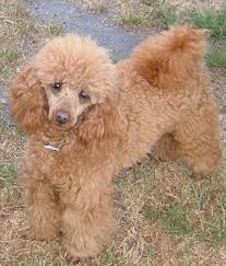 All our puppies are microchiped and health tested and up to date on age appropriate immunizations by our veterinarian. Valley View Dog Breeders Poodle Pictures