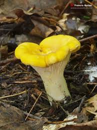 Cantharellus Cibarius Var Pallidifolius Chanterelle Commune Var A Plis Pales Mushroom Fungi Stuffed Mushrooms Lichen Moss