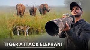 Tiger Attack Elephant in Jim Corbett ...