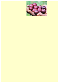 Image result for Landolphia bruneelii