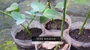 We did not find results for: Cara Stek Mawar Tanpa Perangsang Akar Tanam Ternak Ala Rumahan