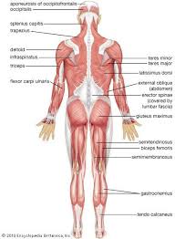 Human Muscle System Functions Diagram Facts In 2020 Human Muscular System Muscle Diagram Muscular System