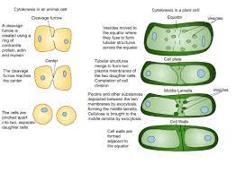 We did not find results for: Telophase Definition Diagrams Expii
