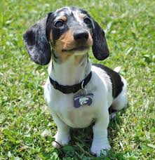 Black And Brown Mini Dachshund Beasley The Miniature Dachshund Dachshund Breed Piebald Dachshund Clever Dog