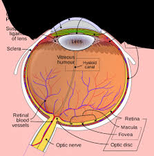 Blood flow through the heart unlabeled. Diagram Labeling The Ear Wiring Diagram Full Version Hd Quality Wiring Diagram Ddiagram Ec Rp It