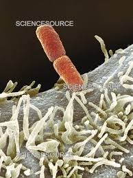 Image result for Shigella