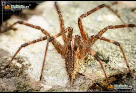 Too many grass spider webs, though, can make a lawn look unkempt. Grass Spider Agelenopsis Spp