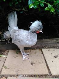 After that, the chick's lower digestive tract will distend from eating an growing, blocking the. Polish 10 Weeks Backyard Chickens Learn How To Raise Chickens