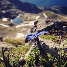 Acacia (dal greco akakiá, candida, innocente). 7 Fiori Di Montagna Che Dovresti Proprio Conoscere