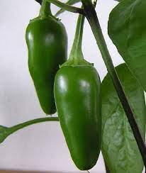 Nov 26, 2017 · scoville rating: Jalapeno