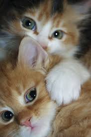 Little Cuties Click The Photo For More Adorable And Cute Cat Videos And Photos Cutecats Cats Kittens C Sevimli Kedi Yavrulari Guzel Kediler Evcil Hayvanlar