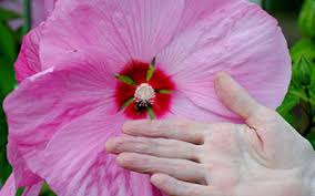 Image result for Hibiscus platycalyx