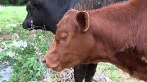 Breaking News Red Heifer Born Being Raised According To Strict Torah Regulations This Is Another Sign Of The Soon Jewish Temple Heifer Third Temple