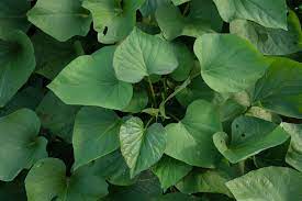 Some wilts are highly contagious. Sweet Potato Leaves All The Facts