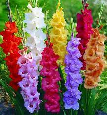 1 Ana Rosa Galizaar Twitter Gladiolus Flower Flower Seeds Summer Flowering Bulbs