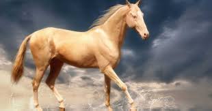 There are many beautiful horse breeds found across the globe. Find Out What Makes This Horse The Most Beautiful In The World Your Daily Dish