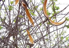 Image result for Strophanthus eminii