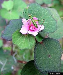 Image result for Urena lobata