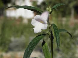 Image result for Pedaliaceae
