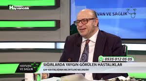 Hayvan Ve Saglik Sigirlarda Yaygin Gorulen Hastaliklar Youtube