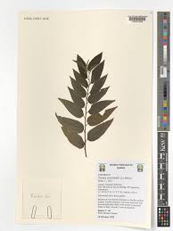 Image result for Trema sp A