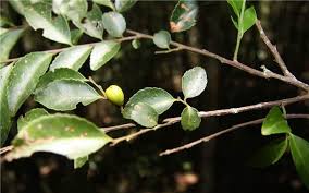 Image result for Maytenus chasei