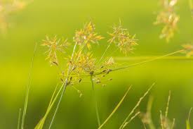Image result for Cyperus difformis