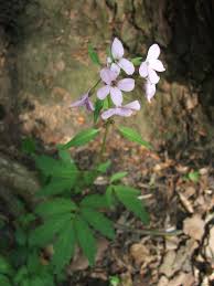 Image result for Cardamine obliqua