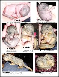 Pin By Holly Konig On Squirrels Baby Squirrel Care Baby Squirrel Cute Baby Animals