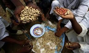 السودان يفقد ريادته في السوق العالمية للفول السوداني مع حظر تصديره صور القدس العربي