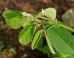 Image result for Uraria