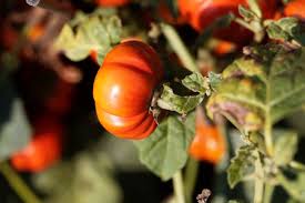 Image result for Solanum aethiopicum