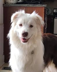 A little Remedy to make you smile