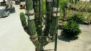 A super small pot will choke up the roots ultimately killing the plant. Preparation And Loading Of Large Trichocereus Pasacana Youtube