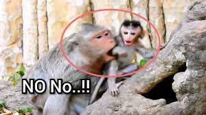 Check spelling or type a new query. Pin On Baby Monkey