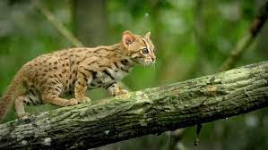 Dulu, kalimantan identik dengan hutan hujan tropis yang lebat. 7 Jenis Kucing Hutan Yang Paling Populer Dan Cara Memeliharanya