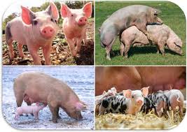 Il primo barbecue della storia: Il Ciclo Di Riproduzione Del Maiale Il Mondo Degli Animali