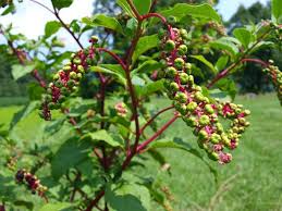 Pokeweed or pokeberry (phytolacca americana) is a native plant that grows in disturbed soils, such as fields and pastures. Pokeweed Poisoning In Horses Fox Run Equine Center Facebook