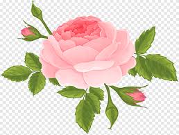 We did not find results for: Ilustrasi Mawar Merah Muda Dan Hijau Mawar Garden Centifolia Mawar Pink Rose With Buds Floribunda Bunga Png Pngegg