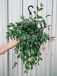 8 Aeschynanthus Black Pagoda Tiger Lipstick Lipstick Plant Plants House Plants Decor