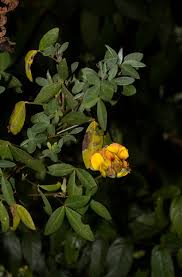 Image result for Argyrolobium tomentosum