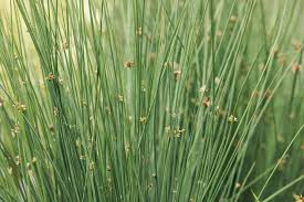 Image result for Juncus lomatophyllus