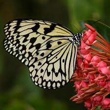 Circle the correct answer for question 1. A Walk Through My Rainforest Answer Key Quizizz Preview Answer Key Guidance 2021