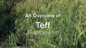 Image result for Eragrostis tef
